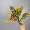 Yellow 14-leaf aglaonema
