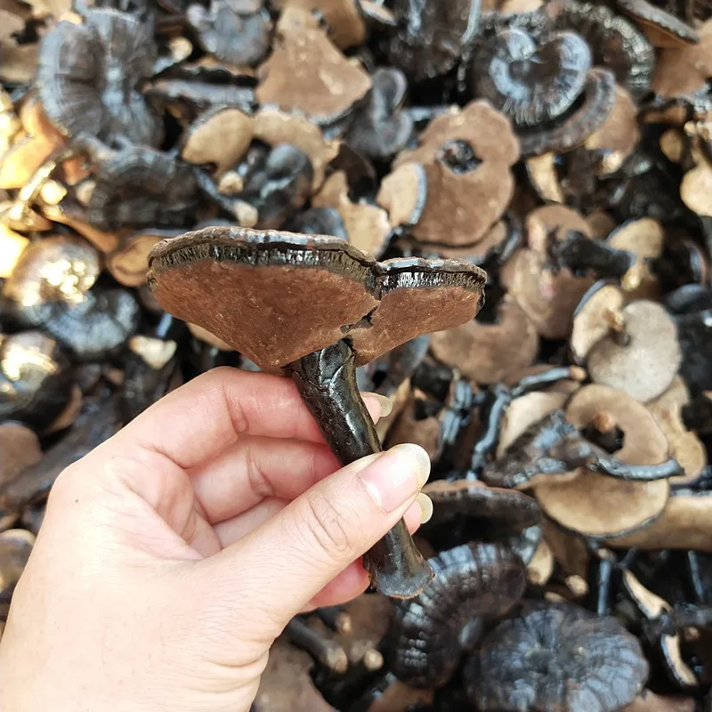 人気沸騰中！天然乾燥黒霊芝（霊芝茸）100%天然販売中| Alibaba.com