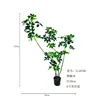 Four-stemmed Schefflera bonsai, 130cm