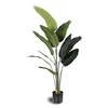 Banane voyageuse 1,6 m 11 feuilles