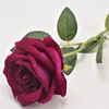 Large velvet rose [rose purple]