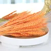 gh-001-orange-red-50 stems
