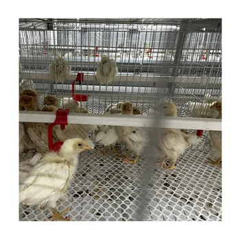 A Type Brooder Baby Chick Cage Chicken Nesting Box Multifunctional Durable Poultry Pullet Farm Multi Tiers Galvanized Steel