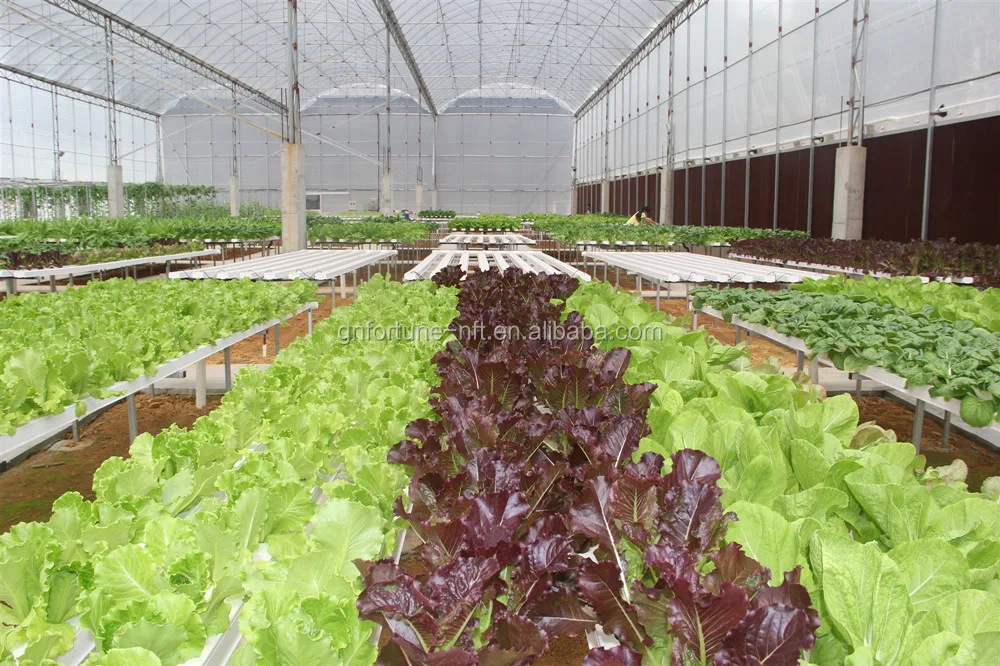 hydroponic nft