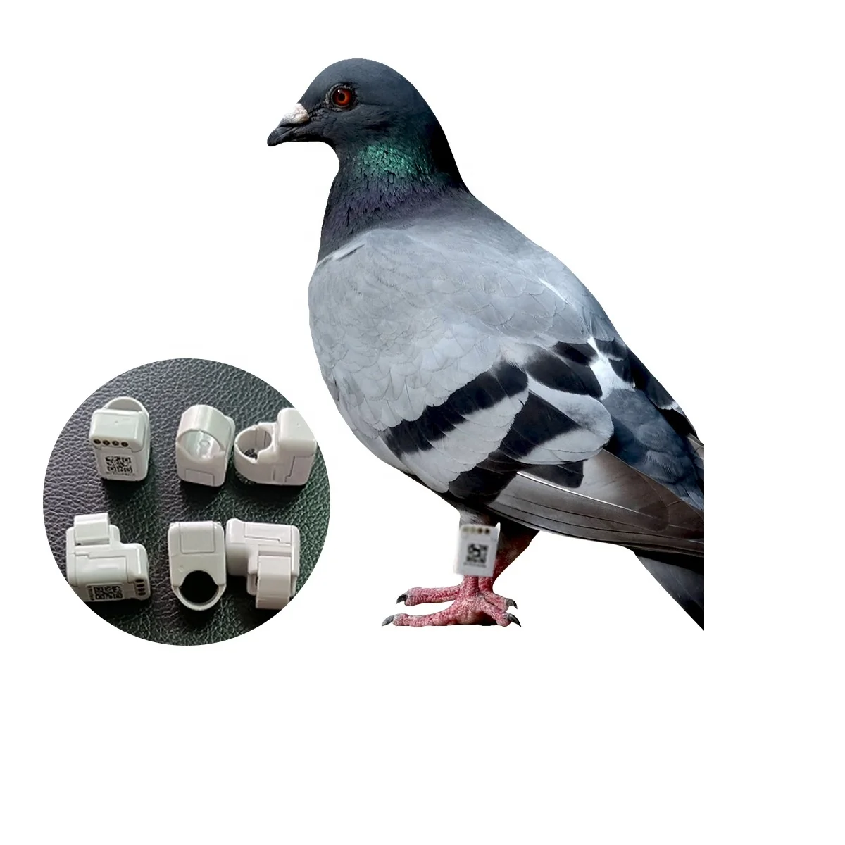 New Product for 2023 for Racing Pigeon Clock and Pigeon Real Time Position tracker