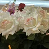 rosa crema