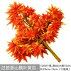 Hojas de arce Xiangshan encoladas con bordes amarillos.