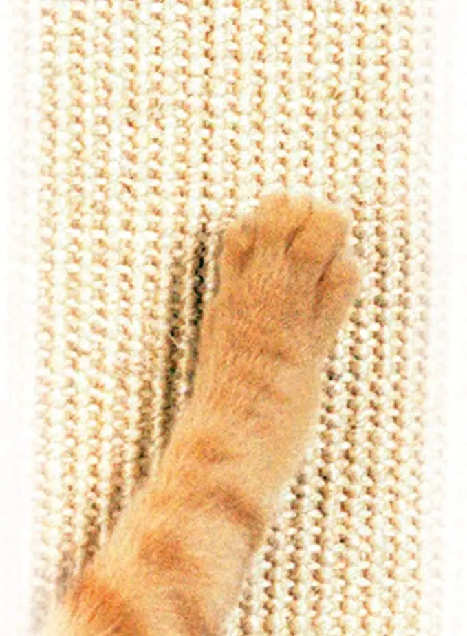 automatic cat toy ball Automatic Rolling Ball Cat Toy  Meow Essentials