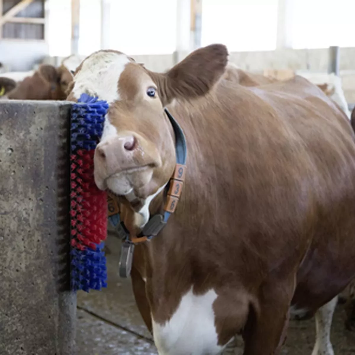 Nylon Bristles Cow Massage Brush Livestock Scratching Cleaning Cattle