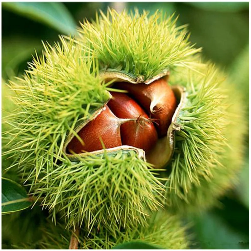 Chestnut Shell Splitter Chestnut Peeler Water Chestnut Peeling Machine
