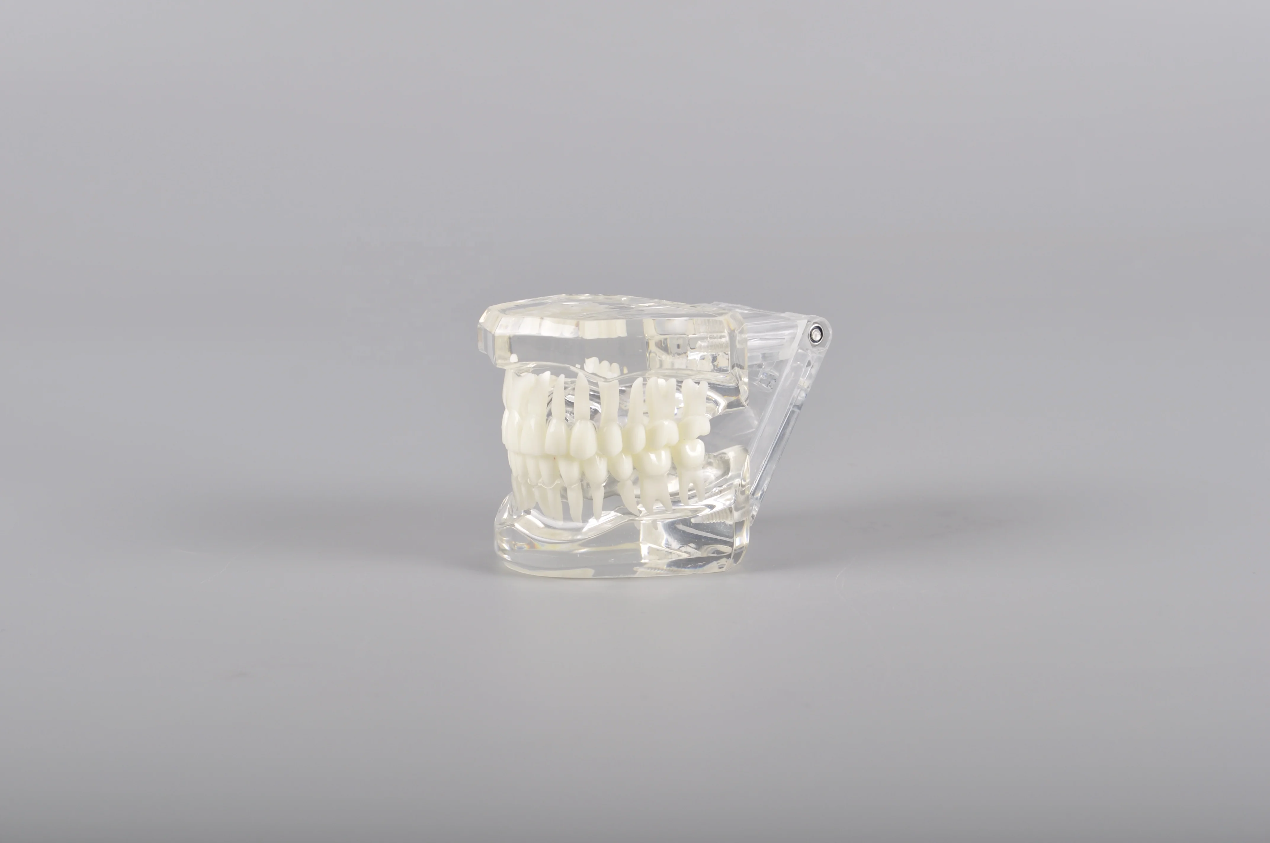 A7001 Transparent Color Standard Model Teeth Model for Brackets Demonstration