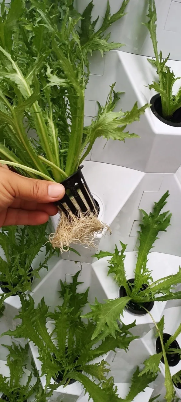 hydroponic net cups