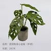 20cm perforated turtle-shell mini potted plant (feel)