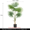 120cm Licuala grandis