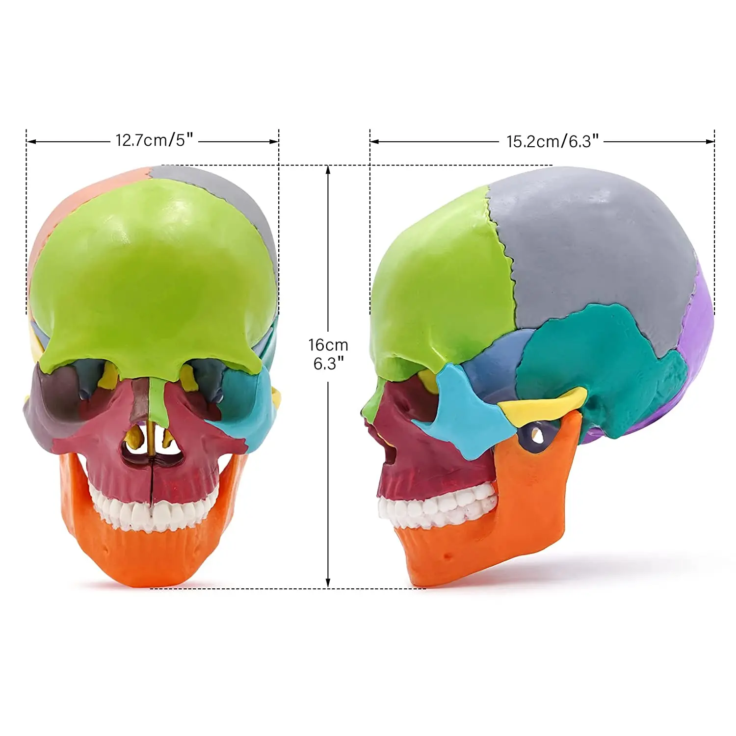 Small Human Skull Anatomy Model Detachable Realistic Head Model for Students 15 Parts Colored Exploded Plastic Skull Model