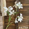 Orchidea fiamma bianca