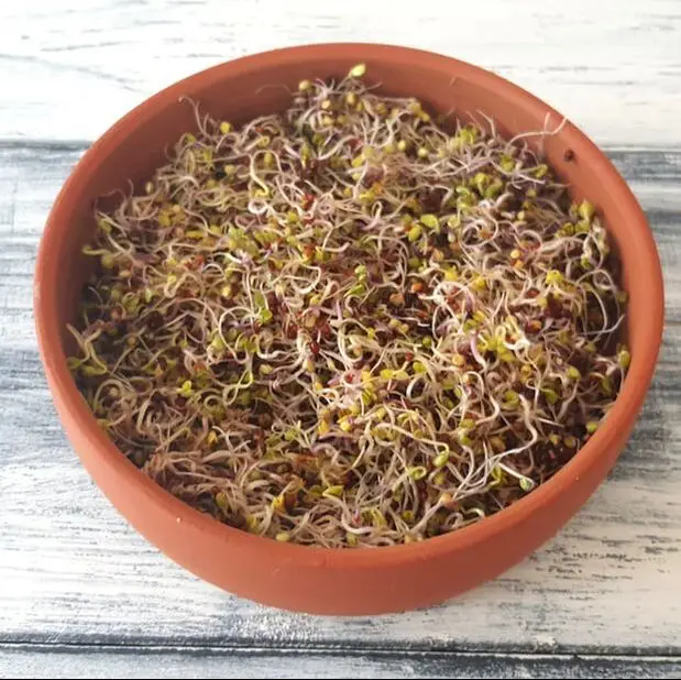 Wholesale Ceramic Germinating Sprouts Clay Sprouter Kit Terracotta Tower Seed Sprouting Trays