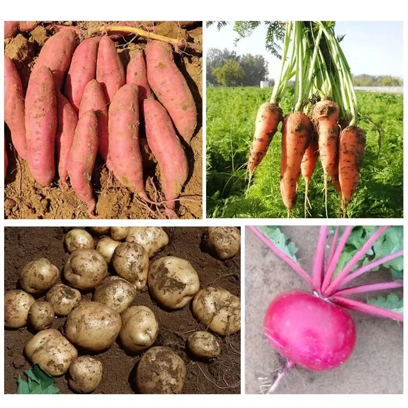 Double Rows Mini Tractor Mounted Onion Cassava Sweet Potato Murphy Carrot Ginger Harvester / Garlic Digger Machine
