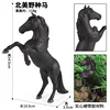 coloré Le cheval sauvage nord-américain M-918 est