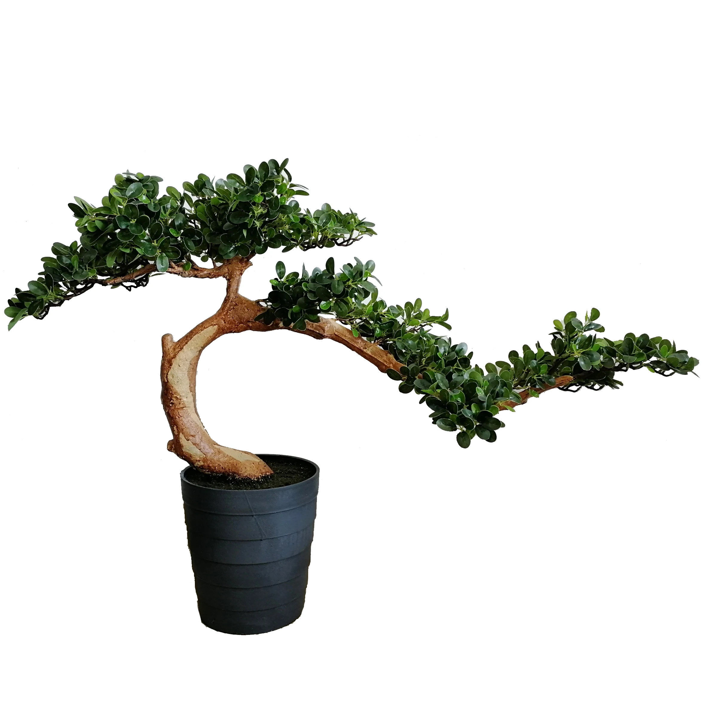 eibe 175 200 Gemeine Eibe (Taxus baccata) | 100-125 cm im Topf main image 0