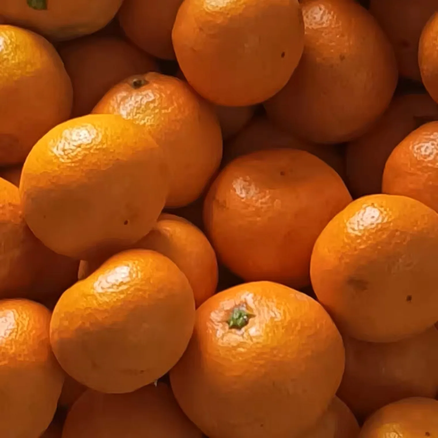 Fresh Citrus Fresh Orange Available All Year Round Delicious And Juicy