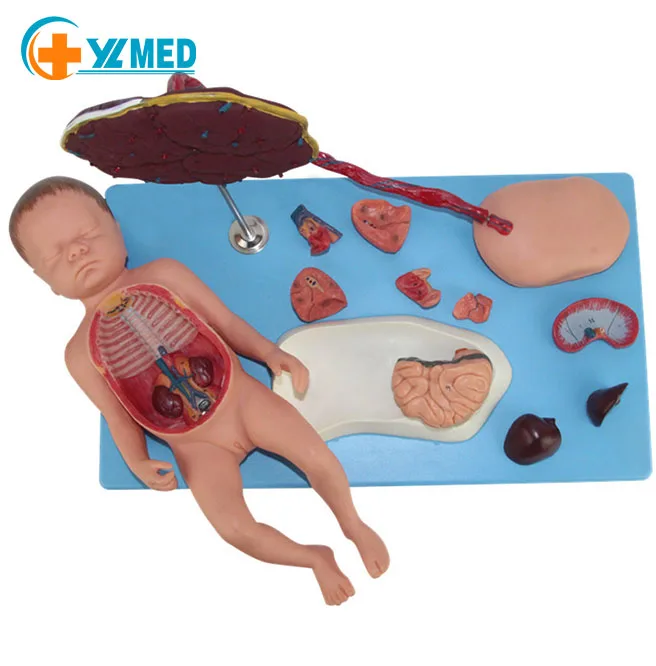Fetal Circulatory System Model with 13 Visceral Parts - Full-Term Anatomy Demonstration Fetus Heart Placenta and Umbilical Cord