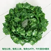 Pothos a 81 foglie con 12 foglie