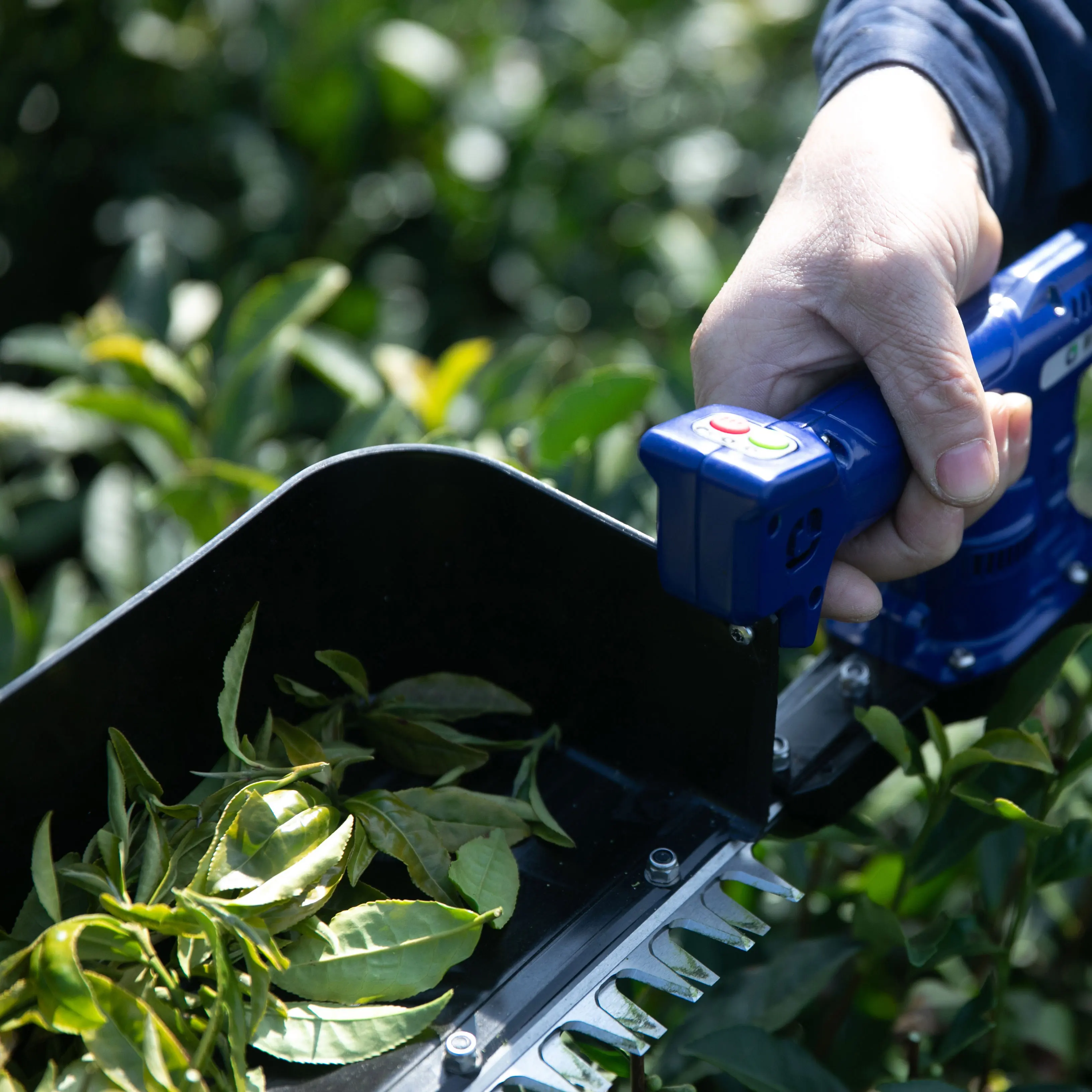 Agriculture Lightweight Tea Picking Harvester New Energy Lithium Battery Efficient Tea Leaf Precise Cutting Picker Machine