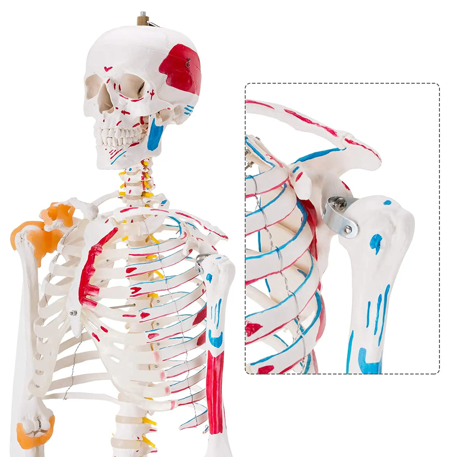 180cm Life Size Human Skeleton Medical And Science Teaching Model Anatomy Pvc Skeleton Model For