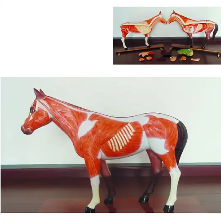 Anatomical Model of Dog, Pig, Sheep, Cow and Rabbit Heart, Liver, Spleen, Lung, Kidney and Blood Vessel Animal Anatomy Model