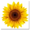 2525027