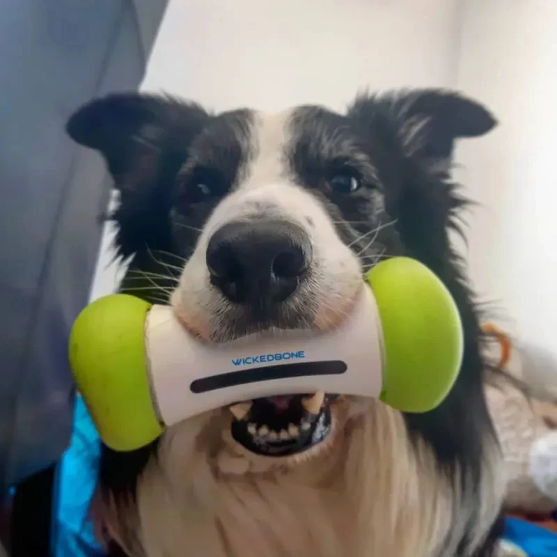 World's First Smart & Interactive Dog Toy - WickedBone 