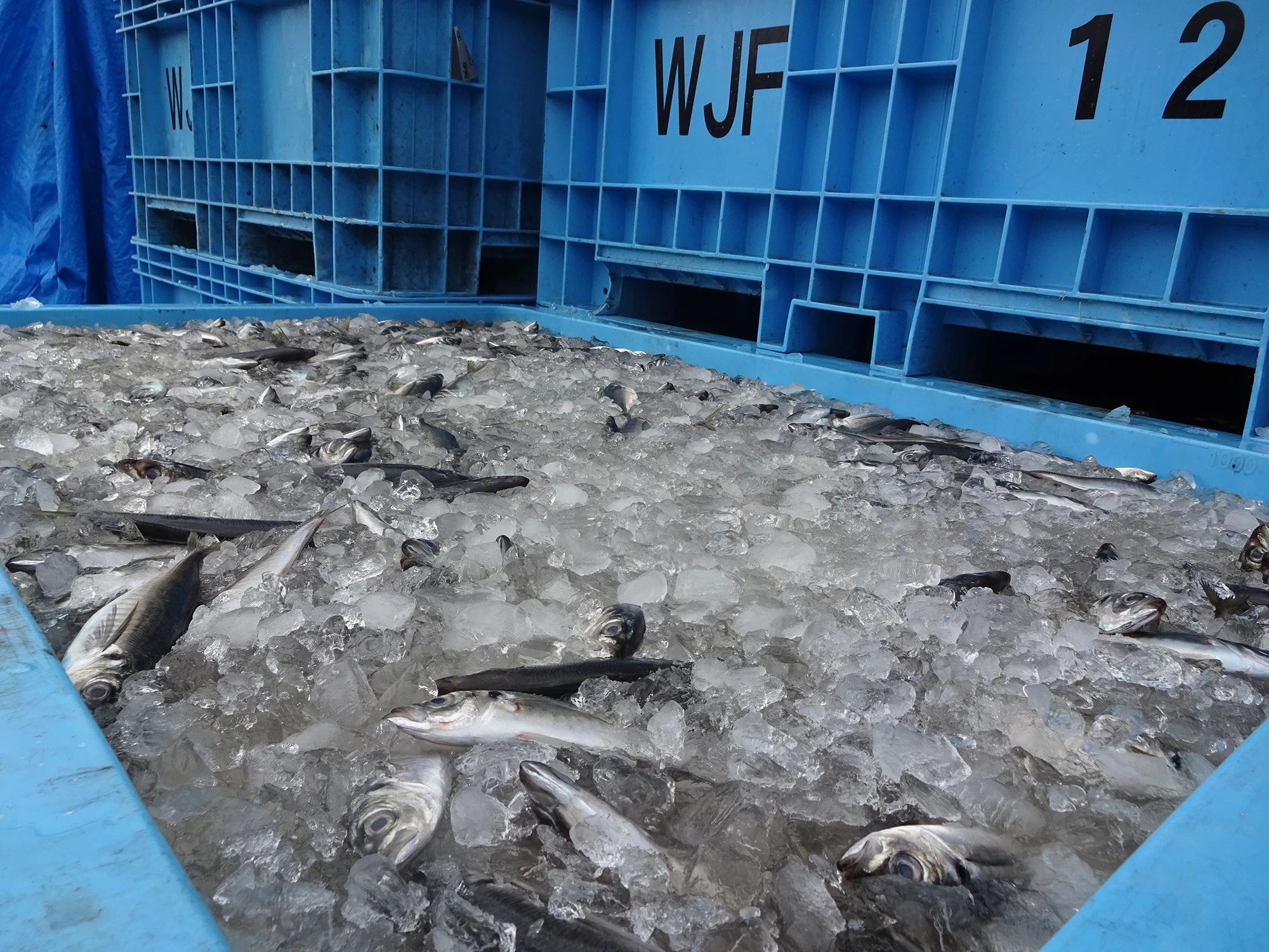 Fresh Pacific Mackerel Fish Frozen Wholesalers Seafood Supplier Buy