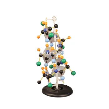 Rna Structure Model Biological Instrument School Teaching Equipment ...