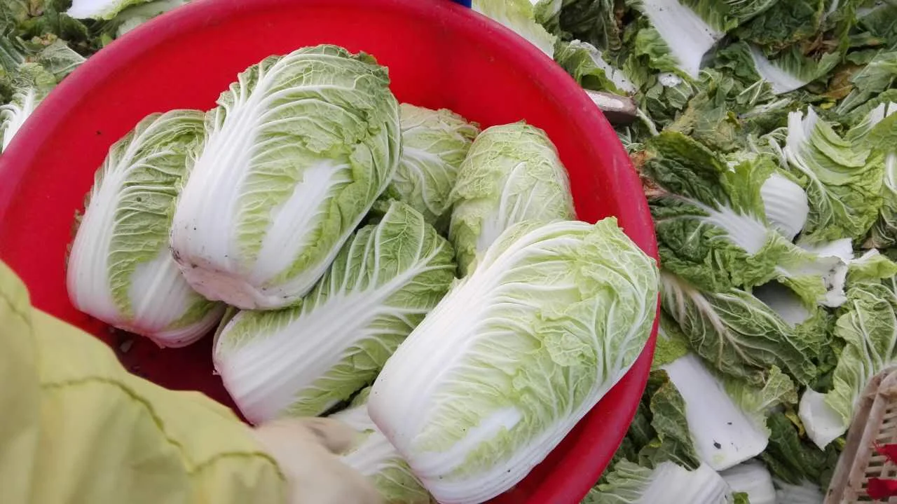 buy fresh cabbage,chinese cabbage,cabbage product on alibaba