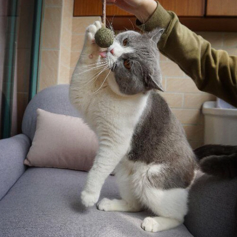 
Питомцы для кошек, мята, леденец, конфеты, мячик, игрушка, таза, серебряная палочка, еда, лакомство, закуска 