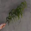 #5 salvia