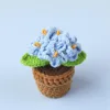 Blue -5 head forget-me-not potted plant mini wool basin