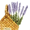 Lavender light purple