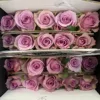 Rosa de hadas Zixia 1 corbata 20 ramas