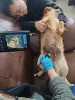 Pet pregnancy test kit