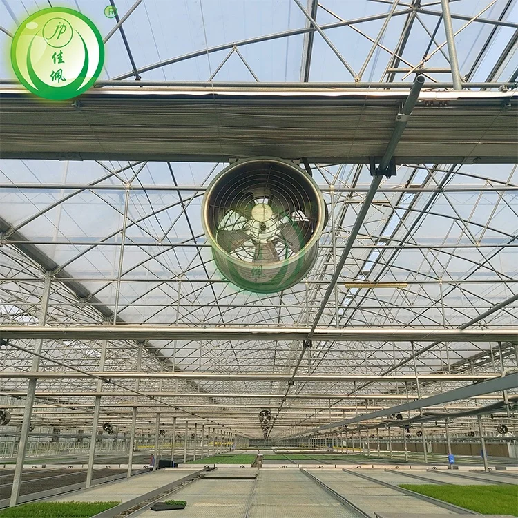 agriculture smart greenhouse farm with hydroponic technology lattuce salad plant growing in glass greenhouse