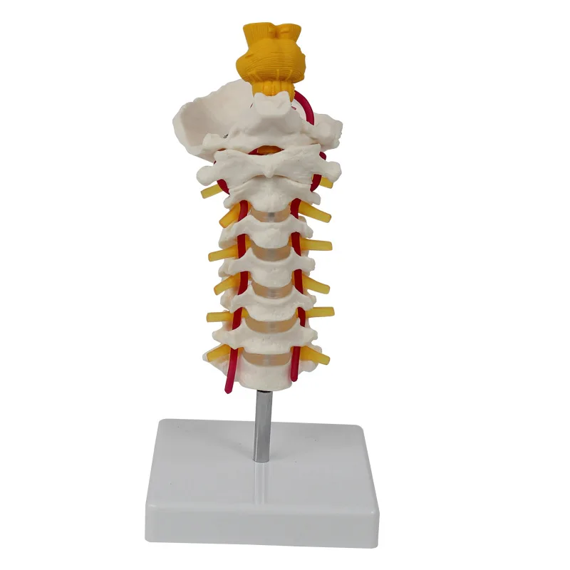 Medical Science Human Cervical Joint Model Series Model For Students To ...