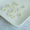 Petalo di ortensia bianca