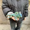 Pequeño y colorido.