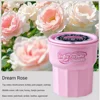 Dream Rose
