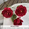 ดอกโบตั๋นเกาหลี