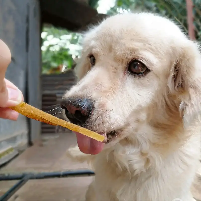 Safety Healthy Pet Snacks Dog Food Dog Snacks Pet Food  Pet Treats