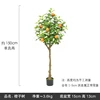 150 cmArbre orange