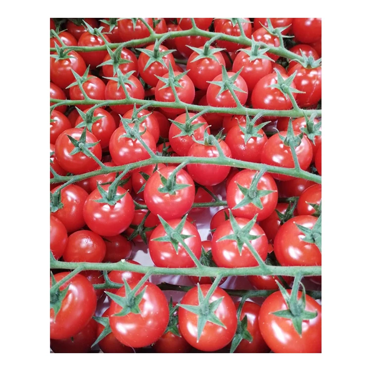 Extra Top Quality Red Cherry Tomatoes On The Vine Italian Fresh Cherry Tomatoes